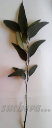 Eucalyptus Willow leaves